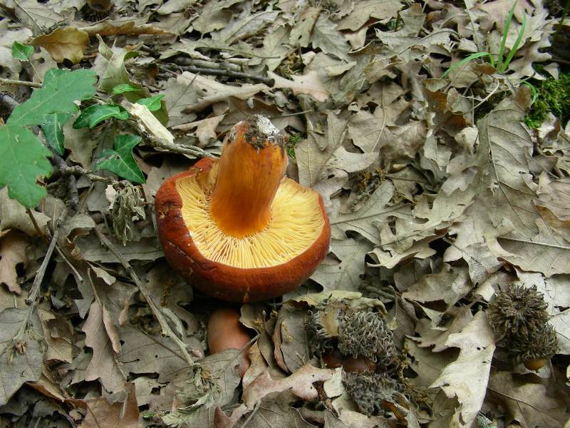 1)Fotografati il 12.06.2012. sotto Quercia (bosco asciutto)